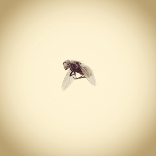 Illustration for article titled Only an iPhone Was Used to Create This Archive of Backyard Wildlife